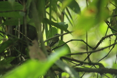 Leptopogon superciliaris