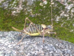 Lluciapomaresius asturiensis