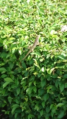 Calotes