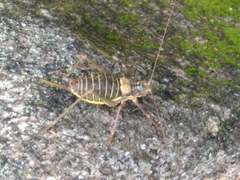 Lluciapomaresius asturiensis