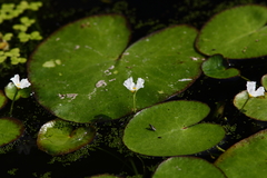 Nymphoides hydrophylla