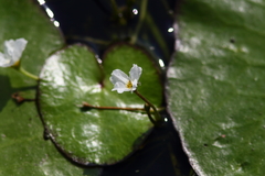 Nymphoides hydrophylla