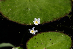 Nymphoides hydrophylla