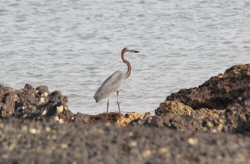 Goliath Heron