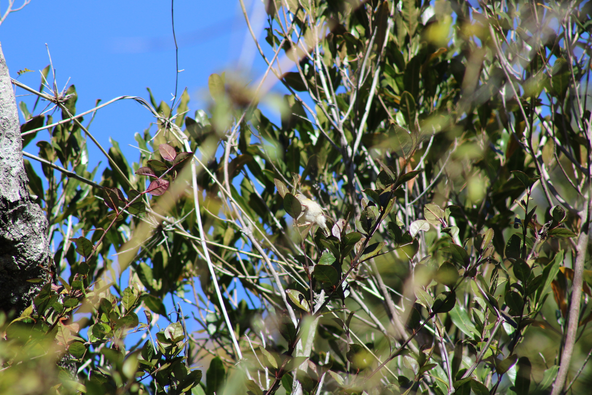 Common Jery (Neomixis tenella), photo 4