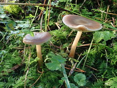 Rhodocollybia butyracea