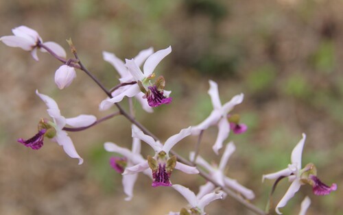 Eulophia cristata