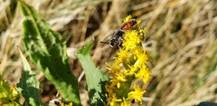 Sphecodes davisii