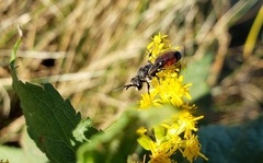 Sphecodes davisii