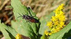 Sphecodes davisii