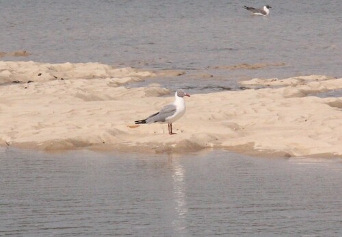 Gray-hooded Gull