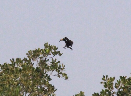 West African Pied Hornbill