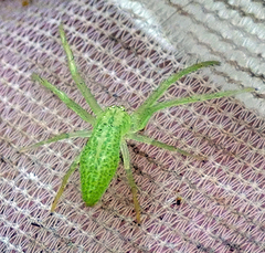 Oxytate argenteooculata