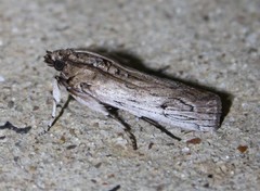 Melitara subumbrella