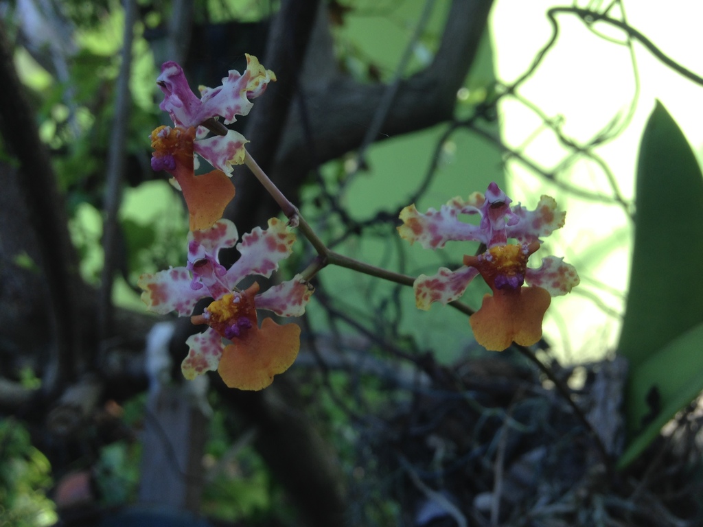 Trichocentrum cosymbephorum