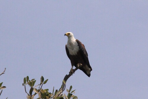 African Fish-Eagle