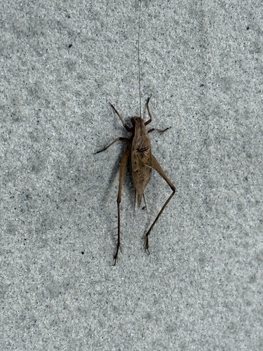 Japanese Pine Cricket