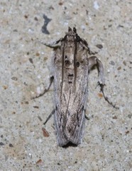 Melitara subumbrella