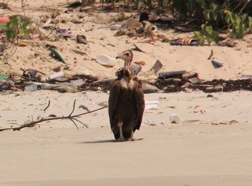 Hooded Vulture