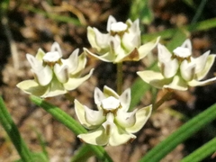 Image of Asclepias cucullata