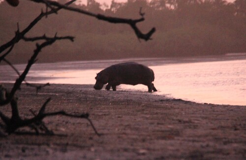 Common Hippopotamus