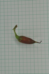 Hypericum geminiflorum