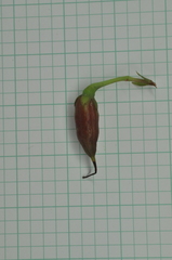 Hypericum geminiflorum