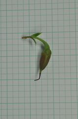 Hypericum geminiflorum