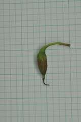 Hypericum geminiflorum