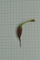 Hypericum geminiflorum