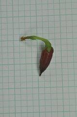 Hypericum geminiflorum