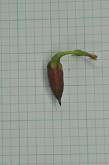 Hypericum geminiflorum