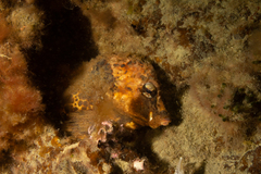 Congiopodus peruvianus