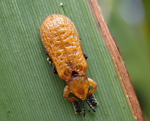 Balyana