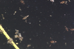 Anisops ogasawarensis
