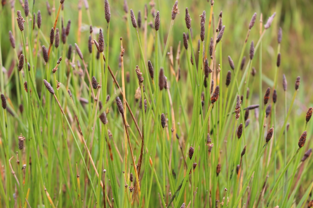 Eleocharis dombeyana from Juventino Rosas, Gto., México on October 05 ...