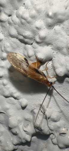 Climacia areolaris photo 5