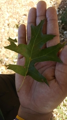 Quercus palustris