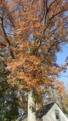 Quercus palustris