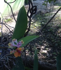 Trichocentrum cosymbephorum, photograph (c) Tereso Hernández Morales, some rights reserved (CC BY)