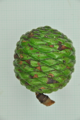Agathis dammara