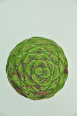 Agathis dammara