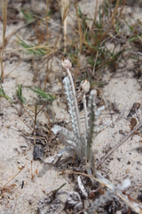 Arctotheca marginata