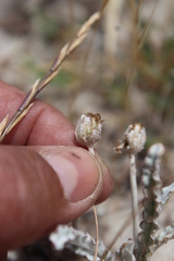 Arctotheca marginata