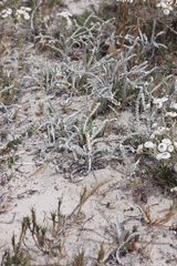 Arctotheca marginata