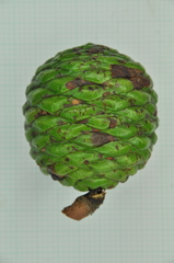 Agathis dammara