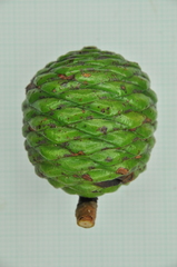 Agathis dammara