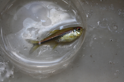 Flag tetra (Hyphessobrycon heterorhabdus) — Characidae — 4