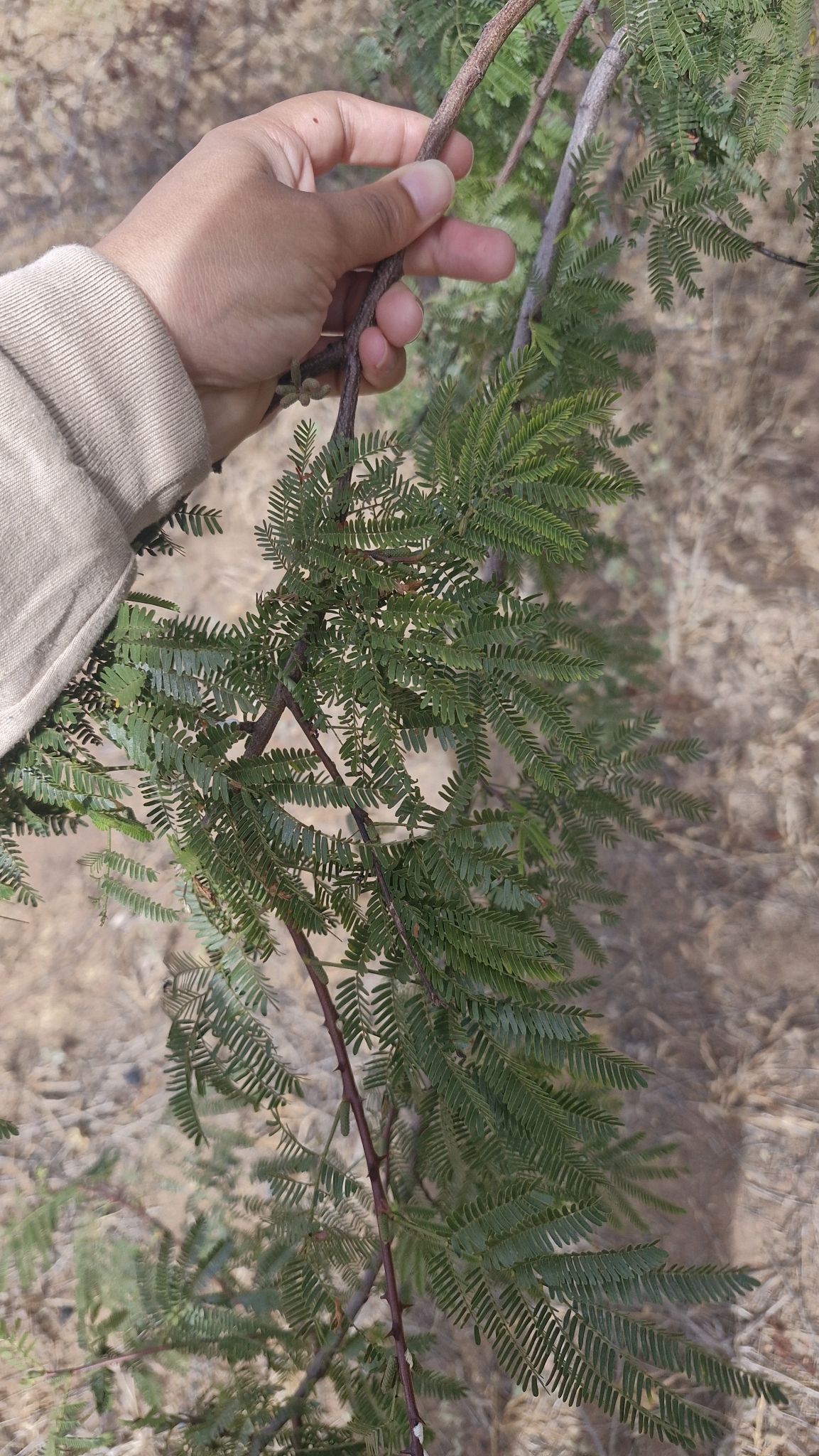 Mimosa tenuiflora