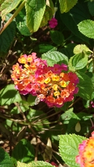 Meliponini